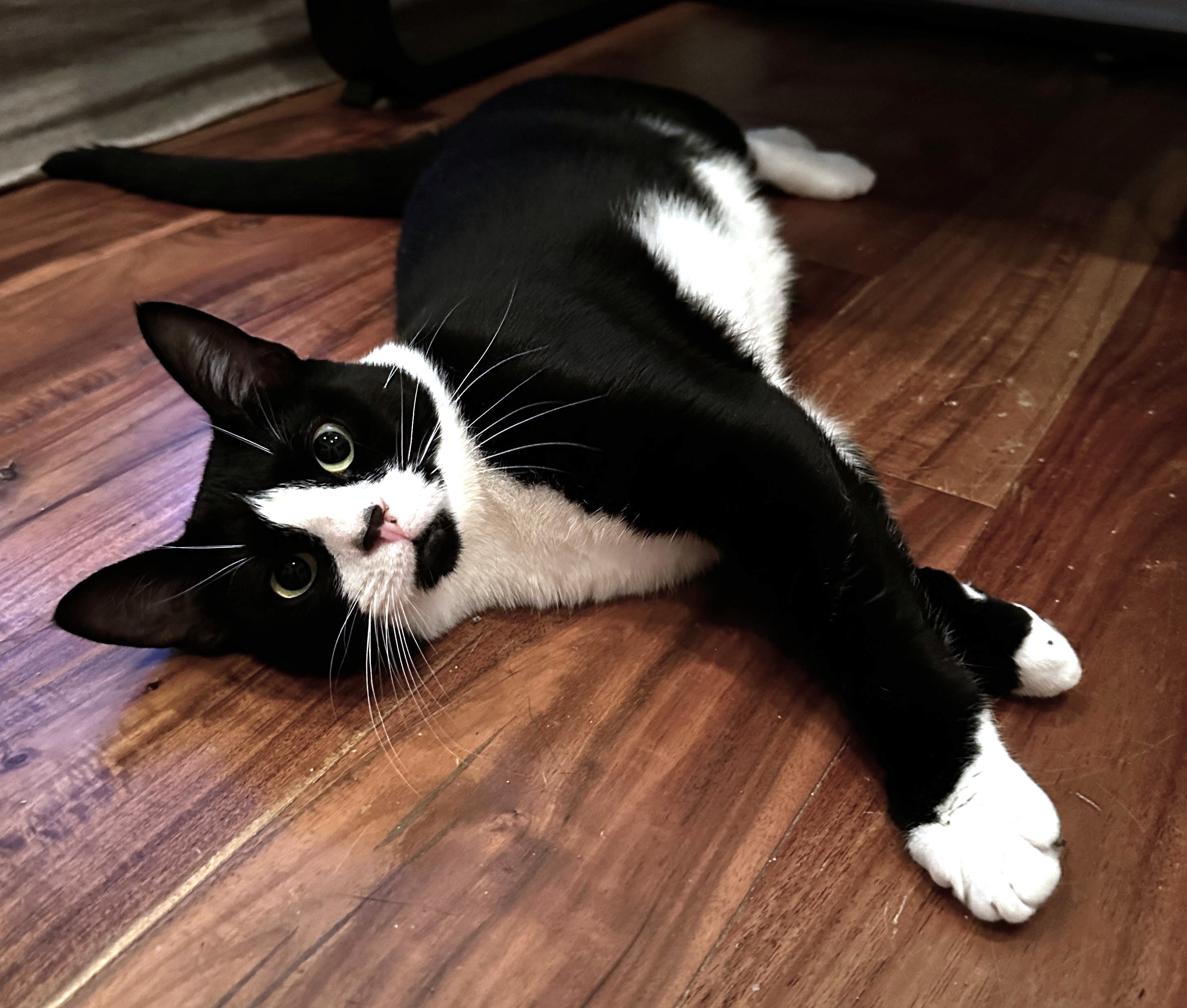 Belinda, a Adoptable Tuxedo in Philadelphia, PA image 3/6