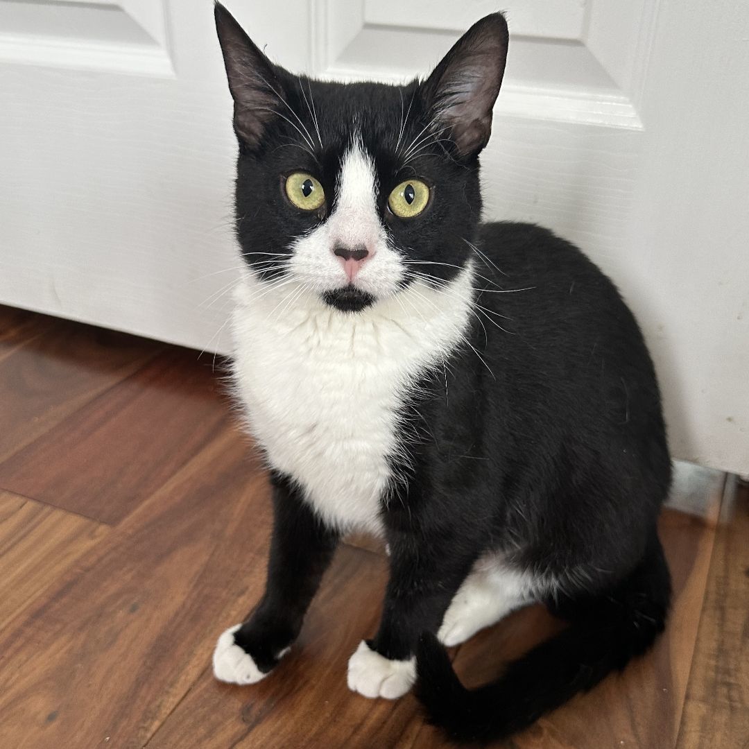 Belinda, a Adoptable Tuxedo in Philadelphia, PA image 5/6