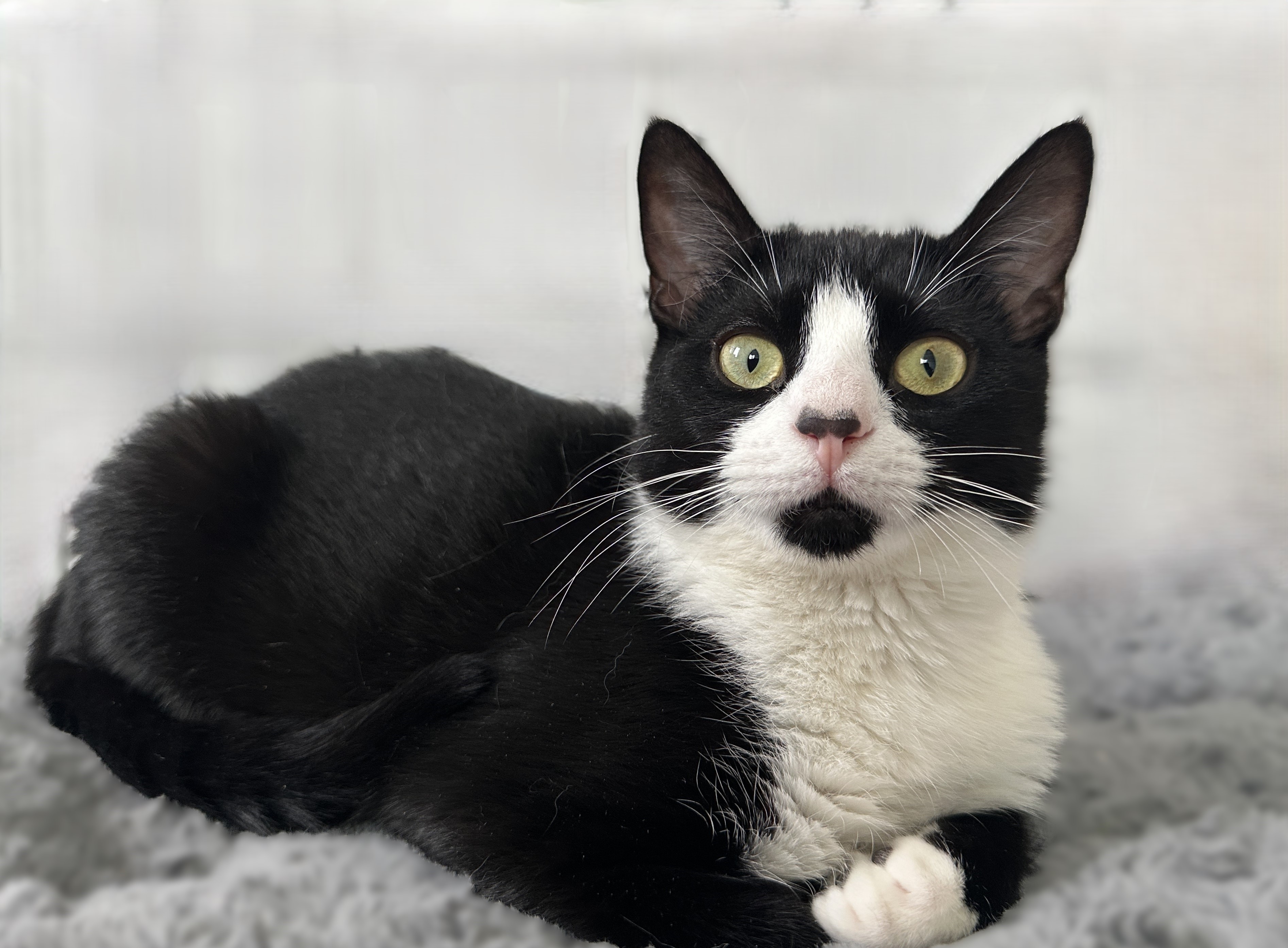 Belinda, a Adoptable Tuxedo in Philadelphia, PA image 2/6