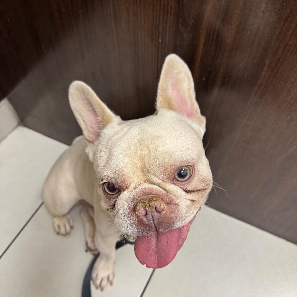 Kojak, Adoptable, Adult Male French Bulldog.