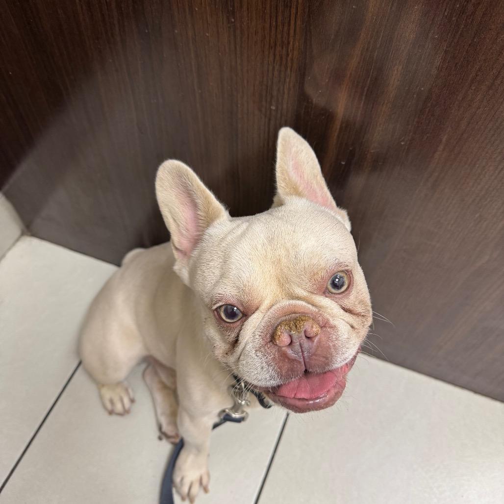 Kojak, Adoptable, Adult Male French Bulldog.