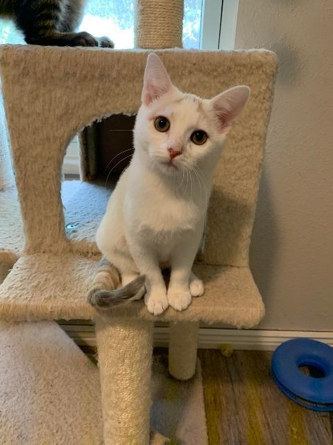Enlarge Lizzie, a Adoptable mixed breed in Salt Lake City, UT image 2/2