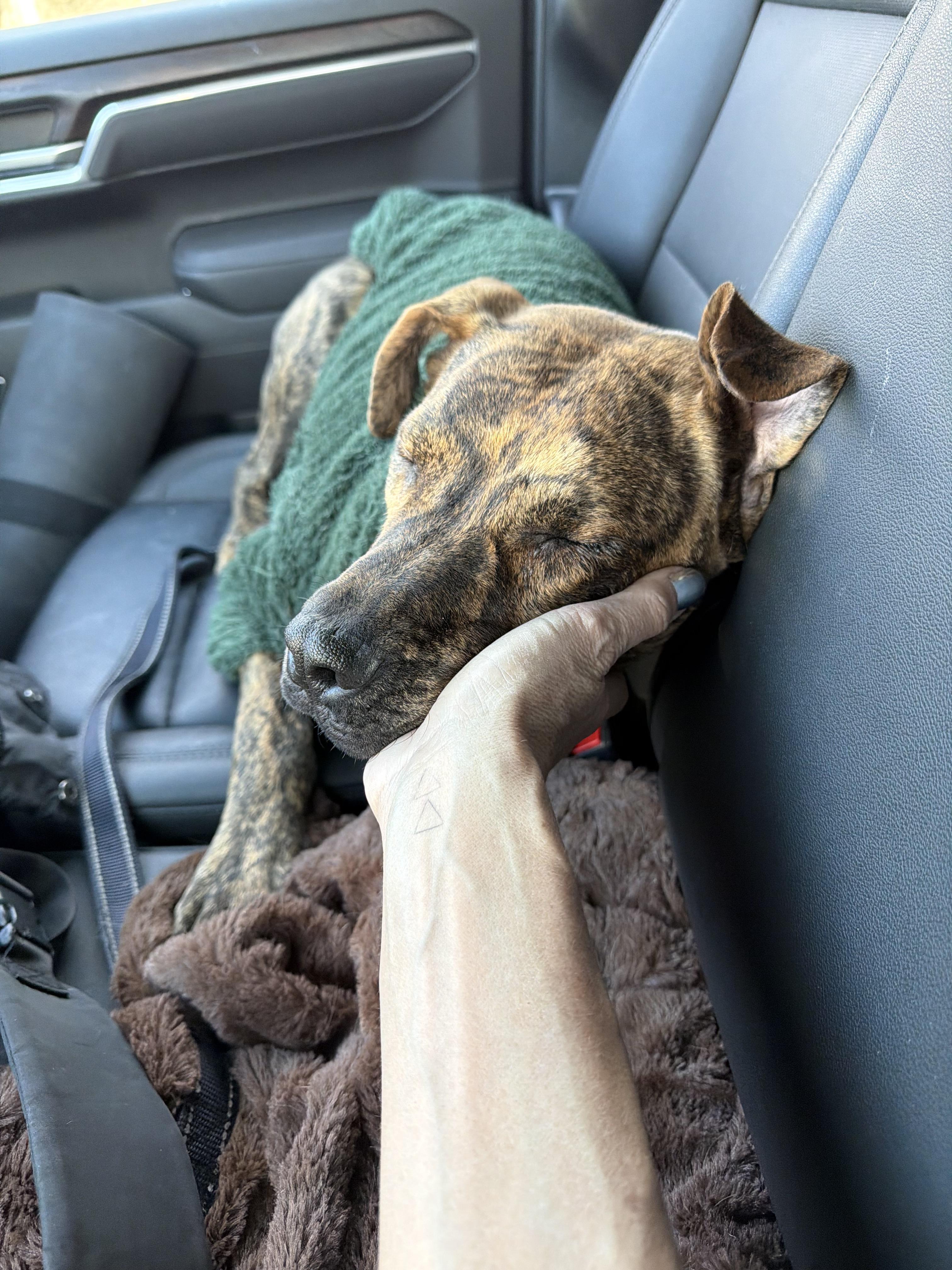 Enlarge Hudson, a ADOPTABLE mixed breed in Saratoga Springs, NY image 2/4