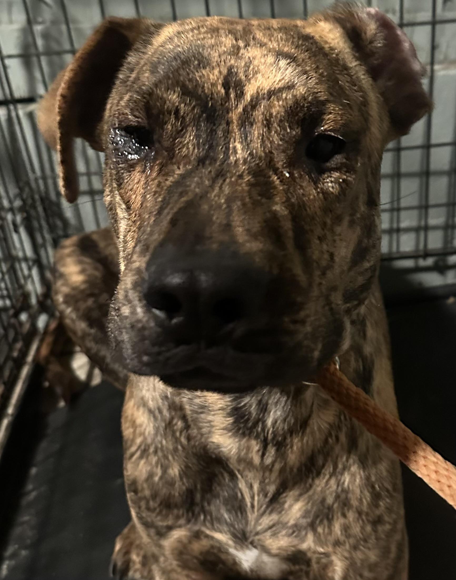 Ace, ADOPTABLE, Puppy Male Plott Hound.