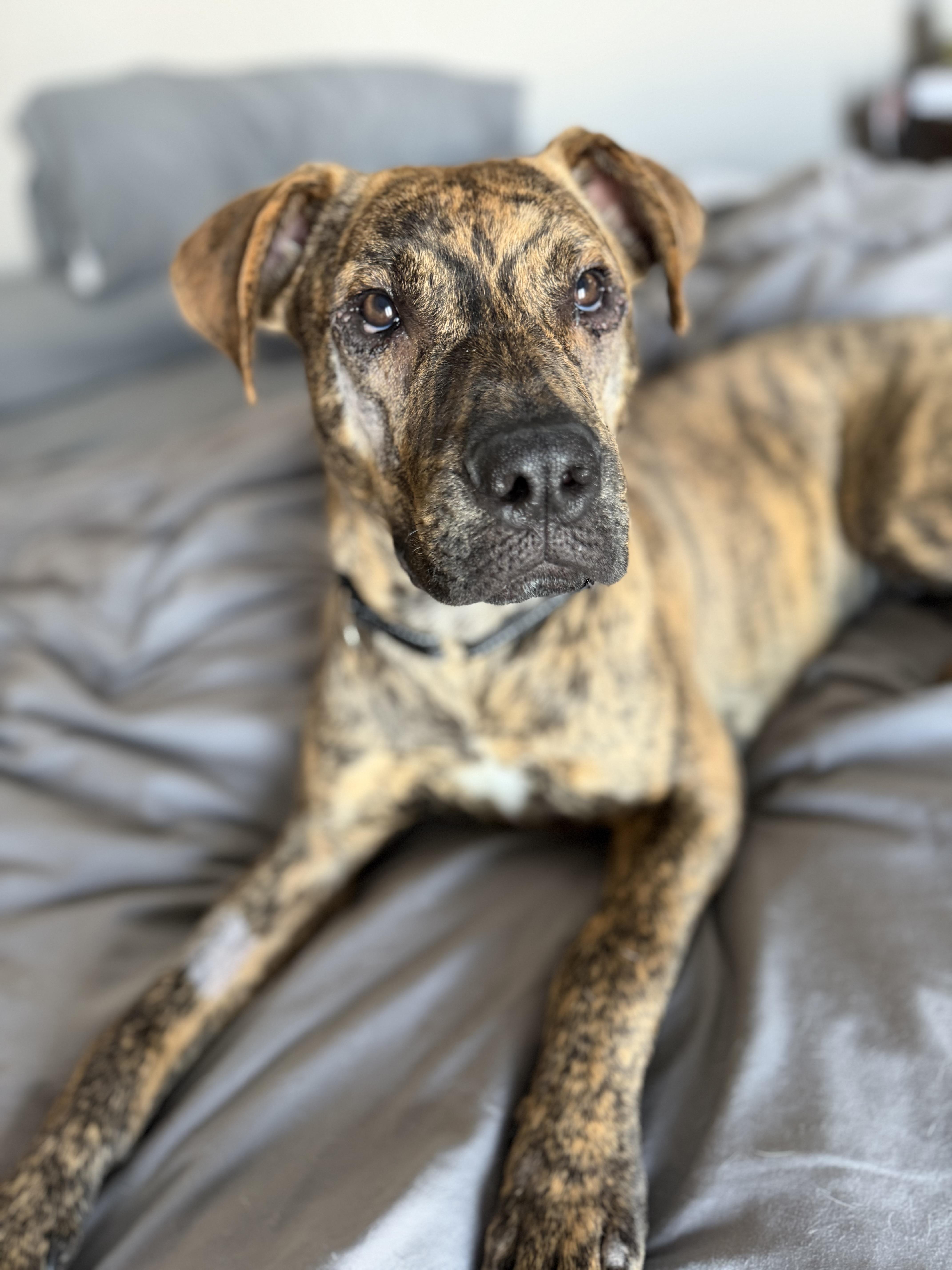 Hudson, ADOPTABLE, Puppy Male Plott Hound.