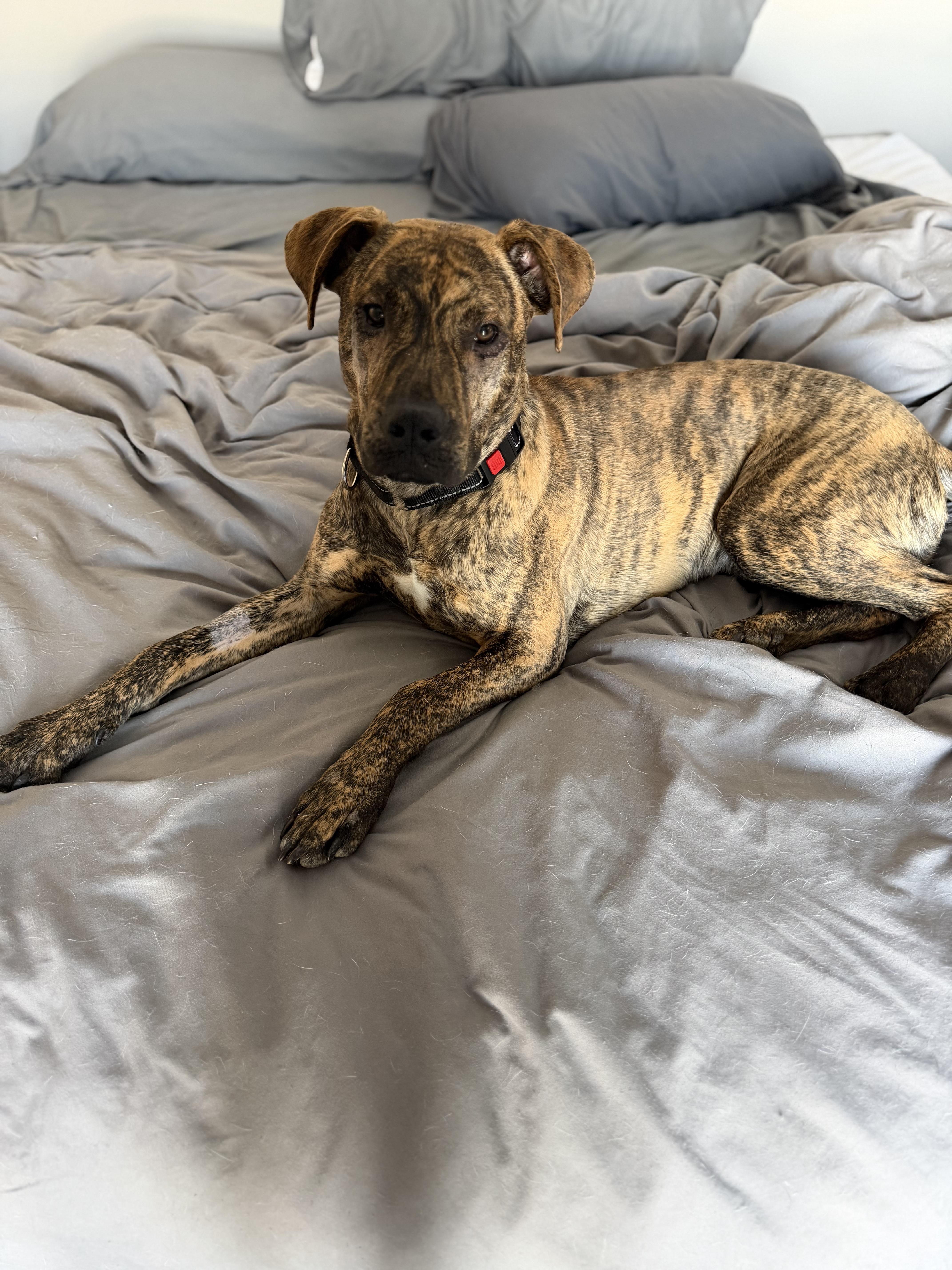 Enlarge Hudson, a ADOPTABLE mixed breed in Saratoga Springs, NY image 1/4