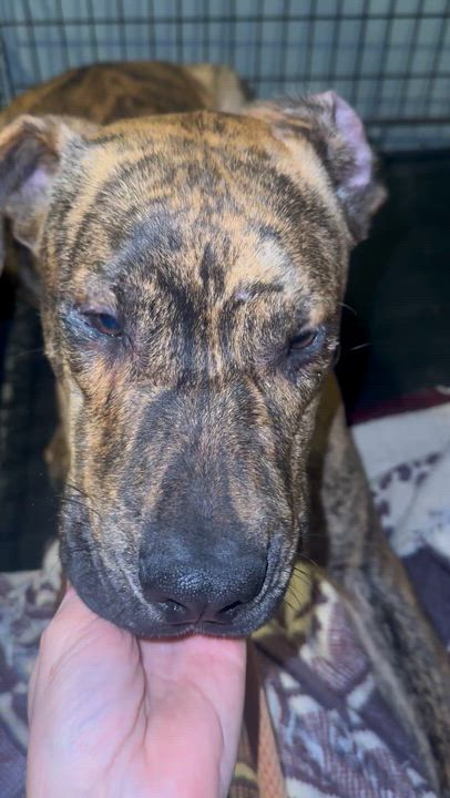 Enlarge Ace, a ADOPTABLE mixed breed in Saratoga Springs, NY video 3/4