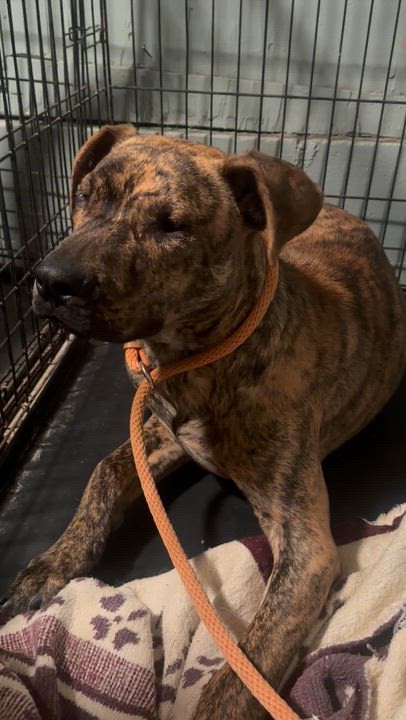 Enlarge Ace, a ADOPTABLE mixed breed in Saratoga Springs, NY video 2/4