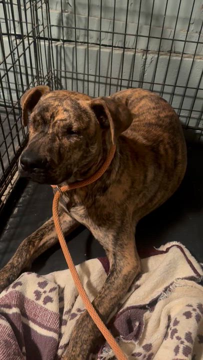 Enlarge Ace, a ADOPTABLE mixed breed in Saratoga Springs, NY video 4/4