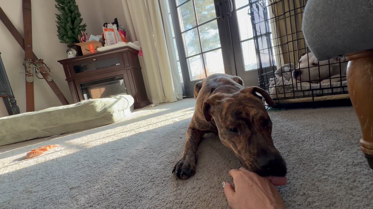 Enlarge Hudson, a ADOPTABLE mixed breed in Saratoga Springs, NY video 3/4