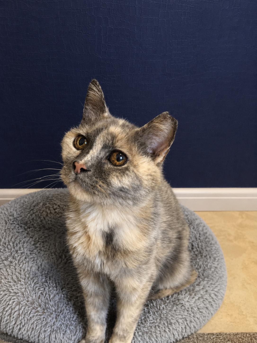 Enlarge Winter, an adopted mixed breed in Greensburg, PA image 3/5