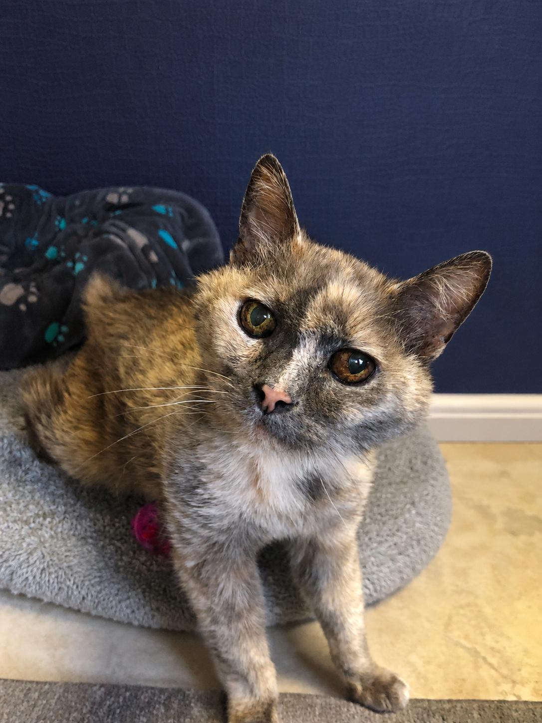 Enlarge Winter, an adopted mixed breed in Greensburg, PA image 2/5