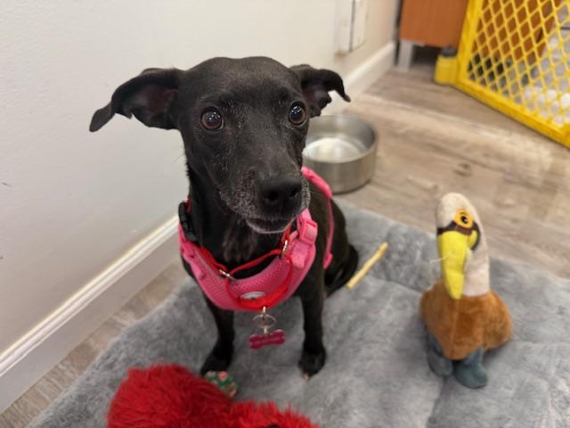 Katy, a Adoptable Terrier in Walnut Creek, CA image 1/6