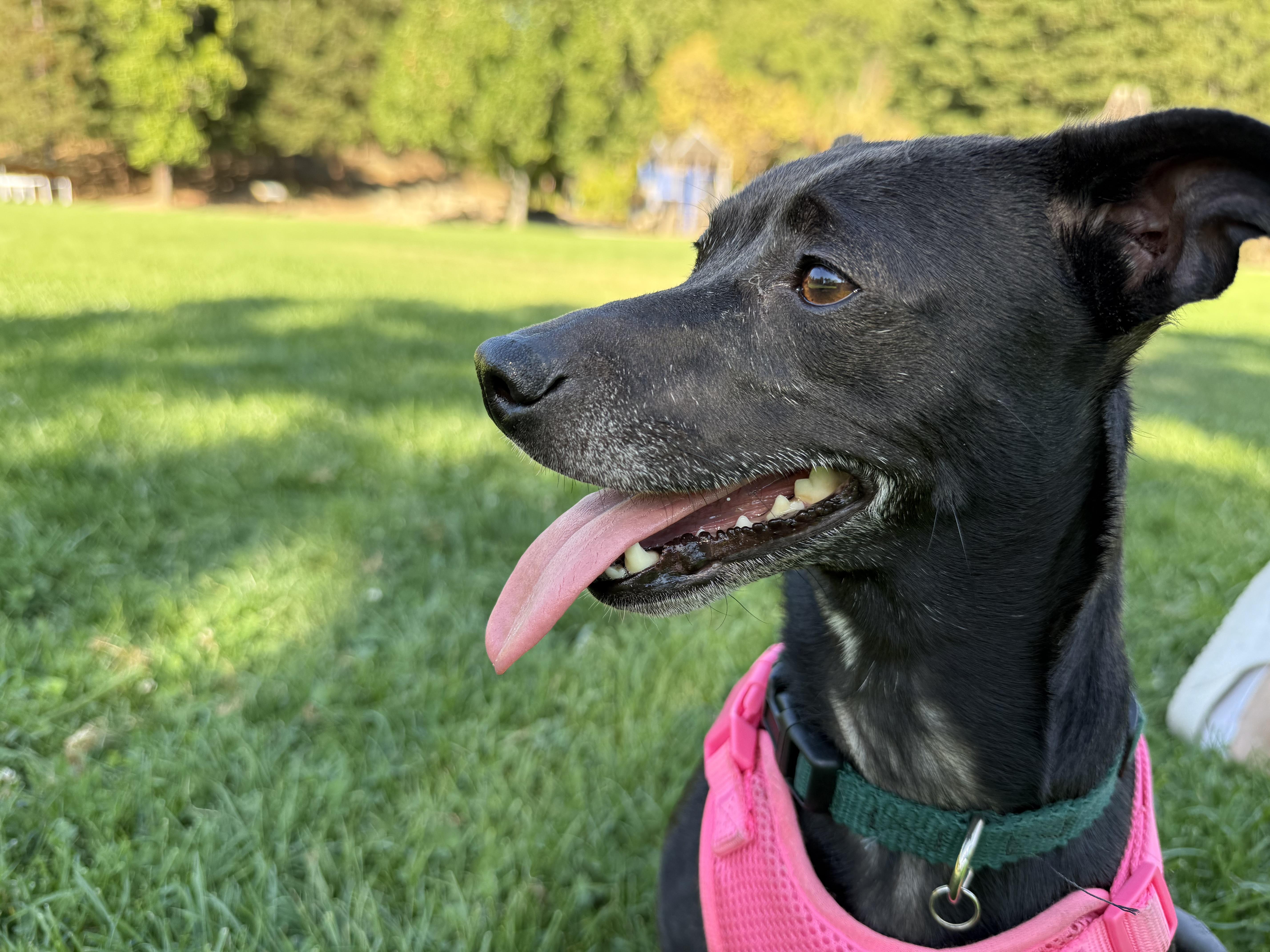 Katy, a Adoptable Terrier in Walnut Creek, CA image 2/6