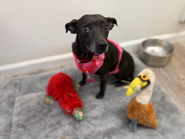 Katy, a Adoptable Terrier in Walnut Creek, CA image 3/6