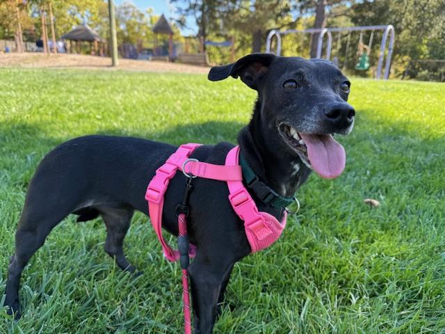 Katy, a Adoptable Terrier in Walnut Creek, CA image 4/6