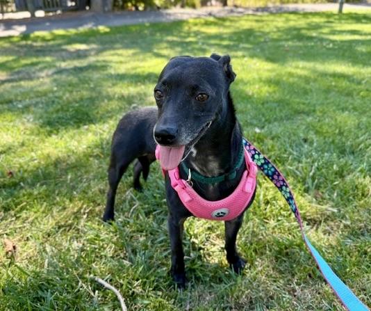 Katy, a Adoptable Terrier in Walnut Creek, CA image 5/6