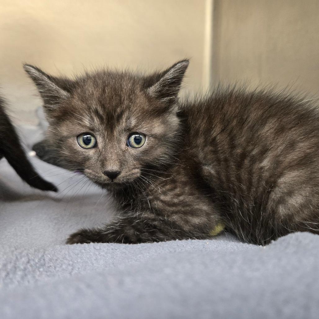 Bagheera, a Adoptable Domestic Short Hair in Newport, TN image 1/2