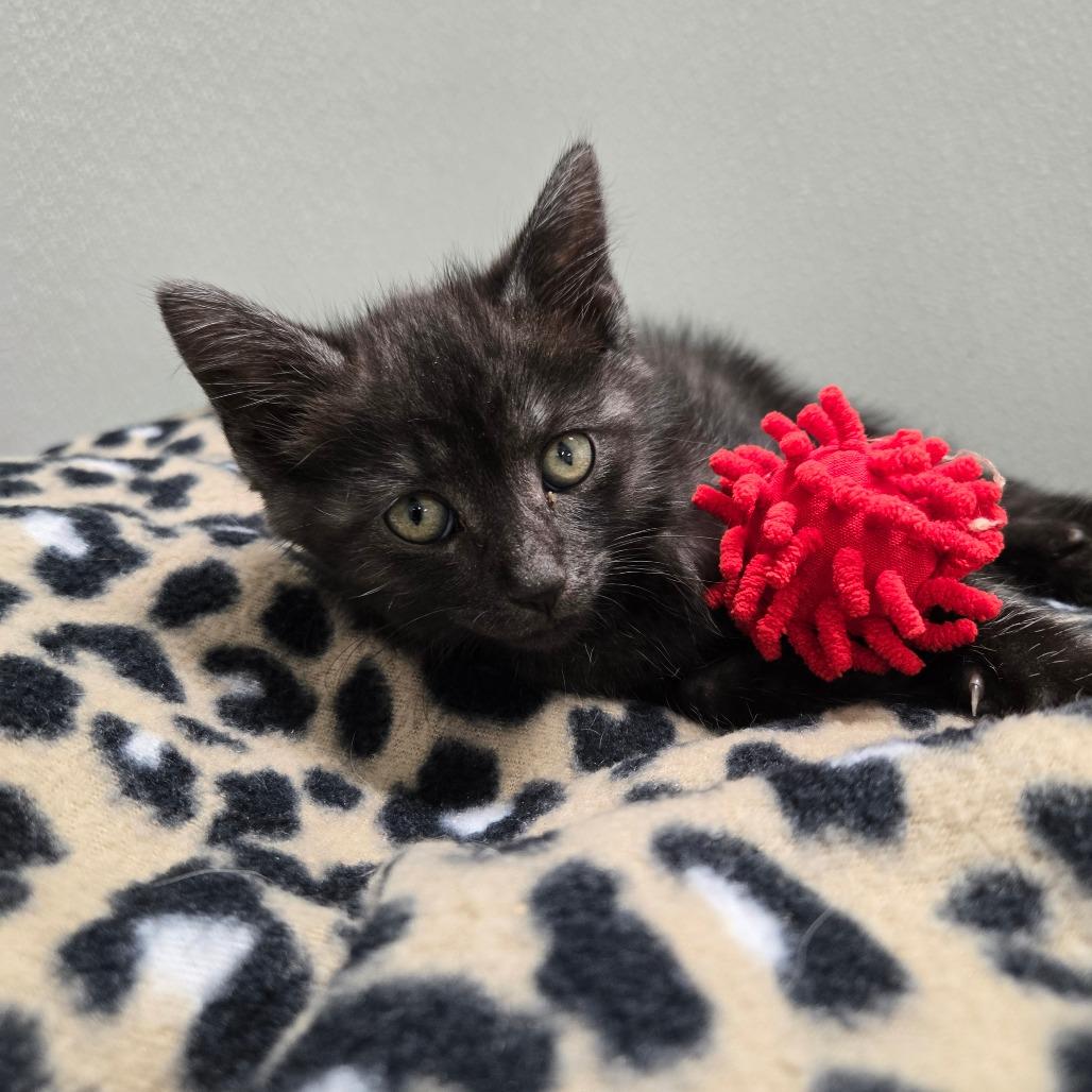 Bagheera, a Adoptable Domestic Short Hair in Newport, TN image 2/2