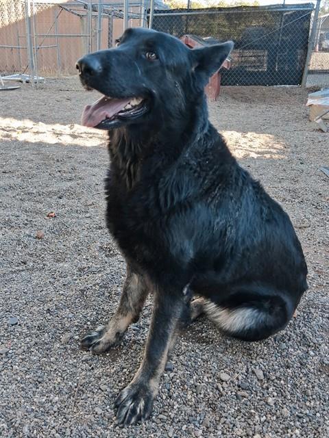 Enlarge LULU, a Adoptable German Shepherd Dog in Paradise, CA image 1/1