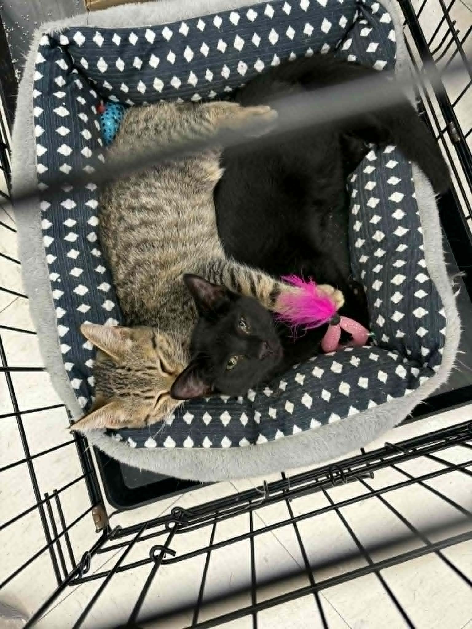 Stevie Nicks thumbnail 5