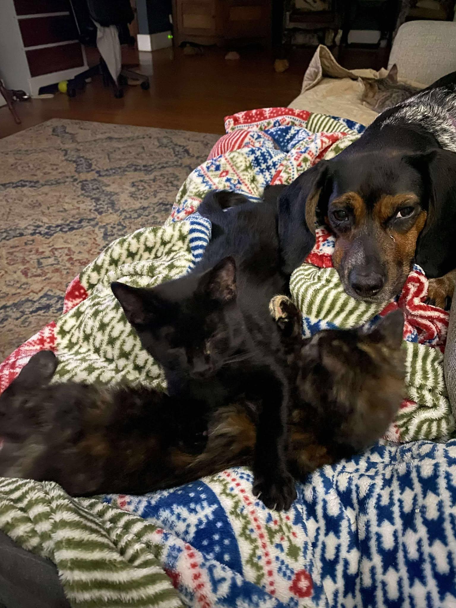 Stevie Nicks thumbnail 6