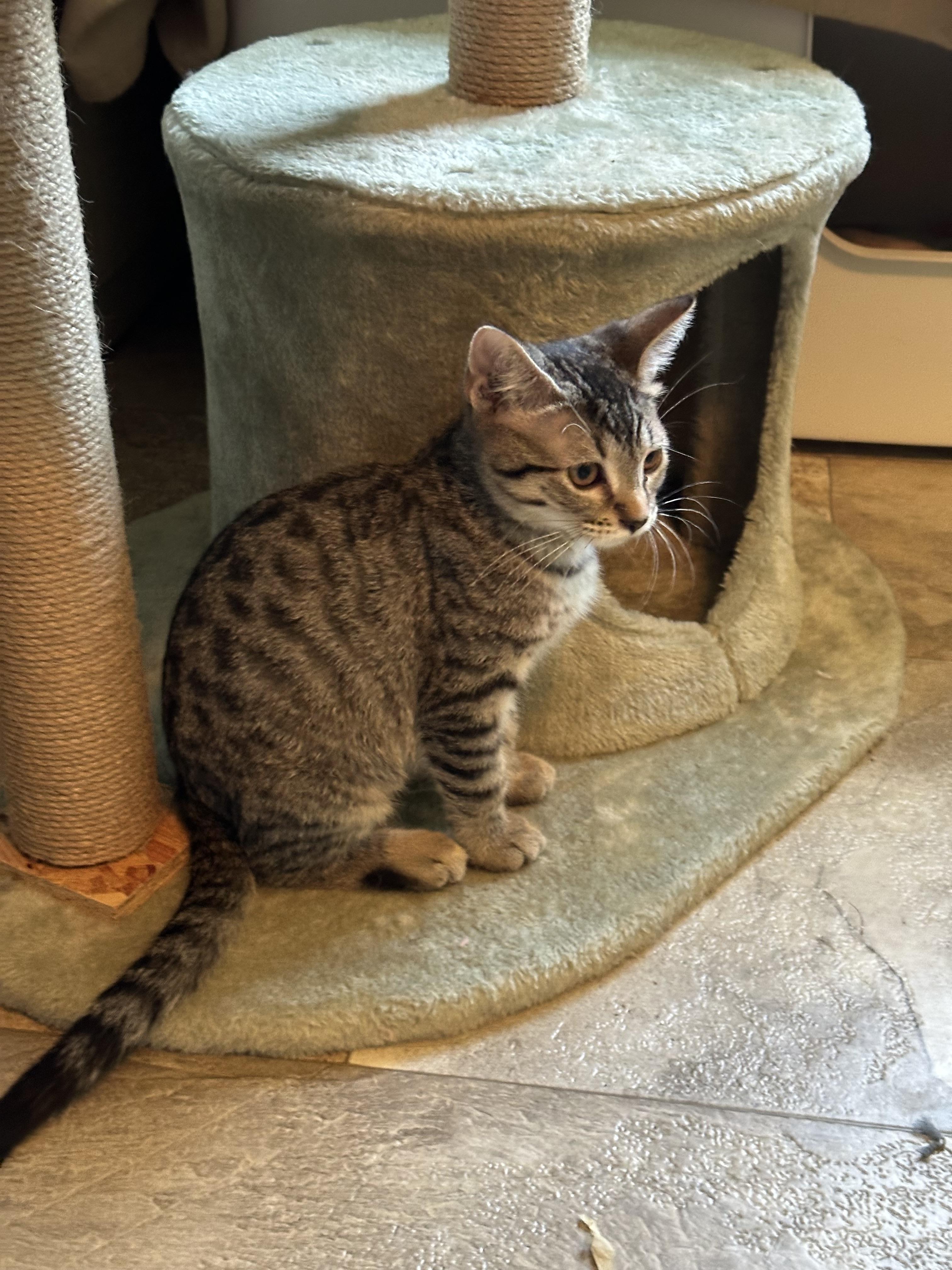Summer, Adoptable, Kitten Female Domestic Short Hair.