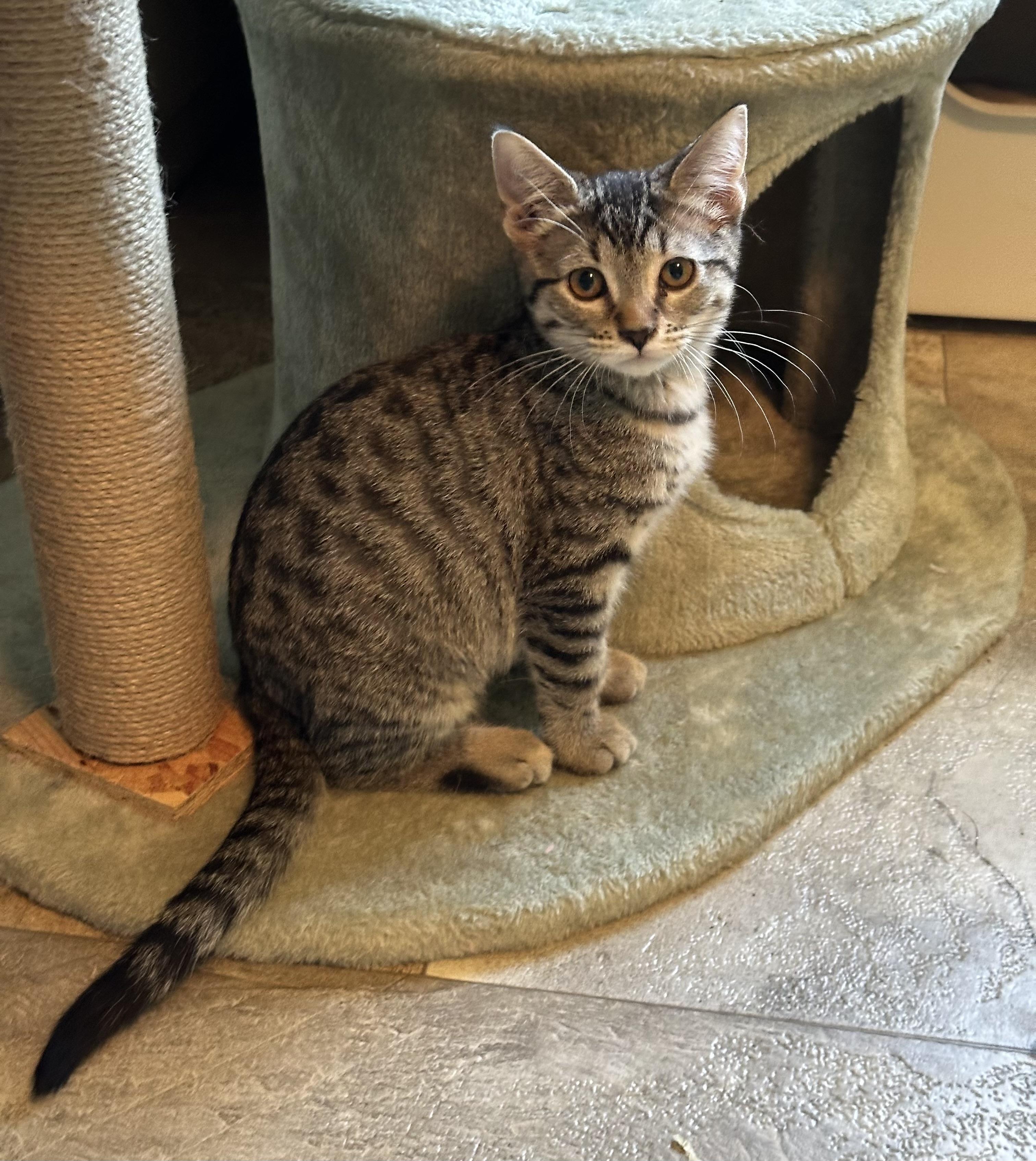 Enlarge Summer, a Adoptable Domestic Short Hair in Faribault, MN image 2/3