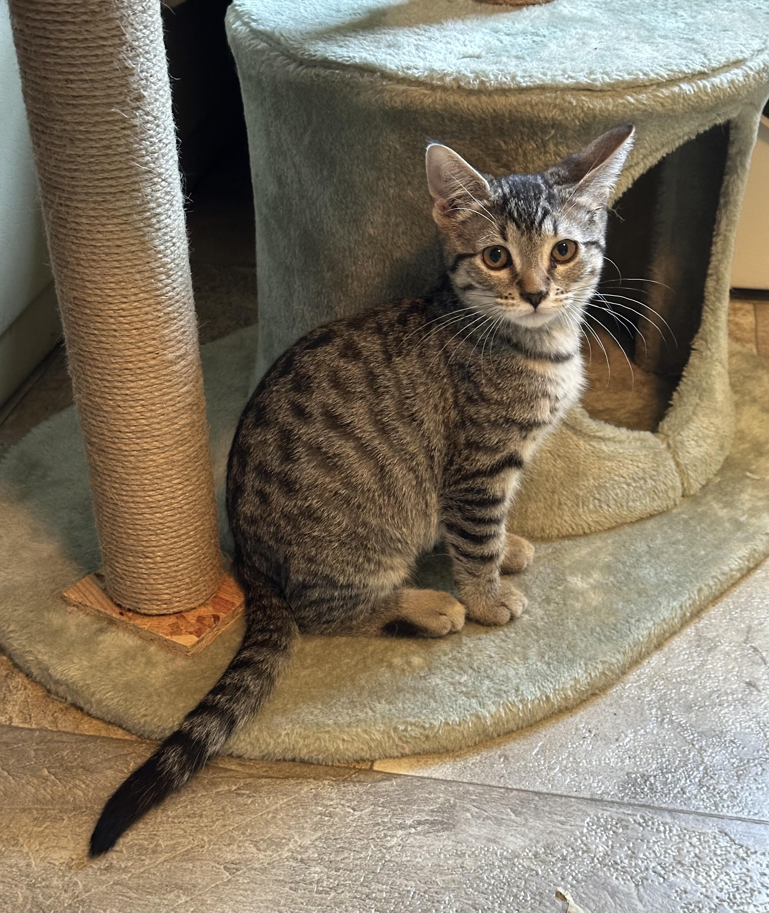 Enlarge Summer, a Adoptable Domestic Short Hair in Faribault, MN image 3/3