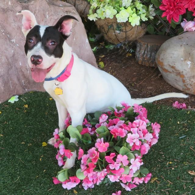 COCONUT, Adoptable, Young Female Terrier & Mixed Breed.