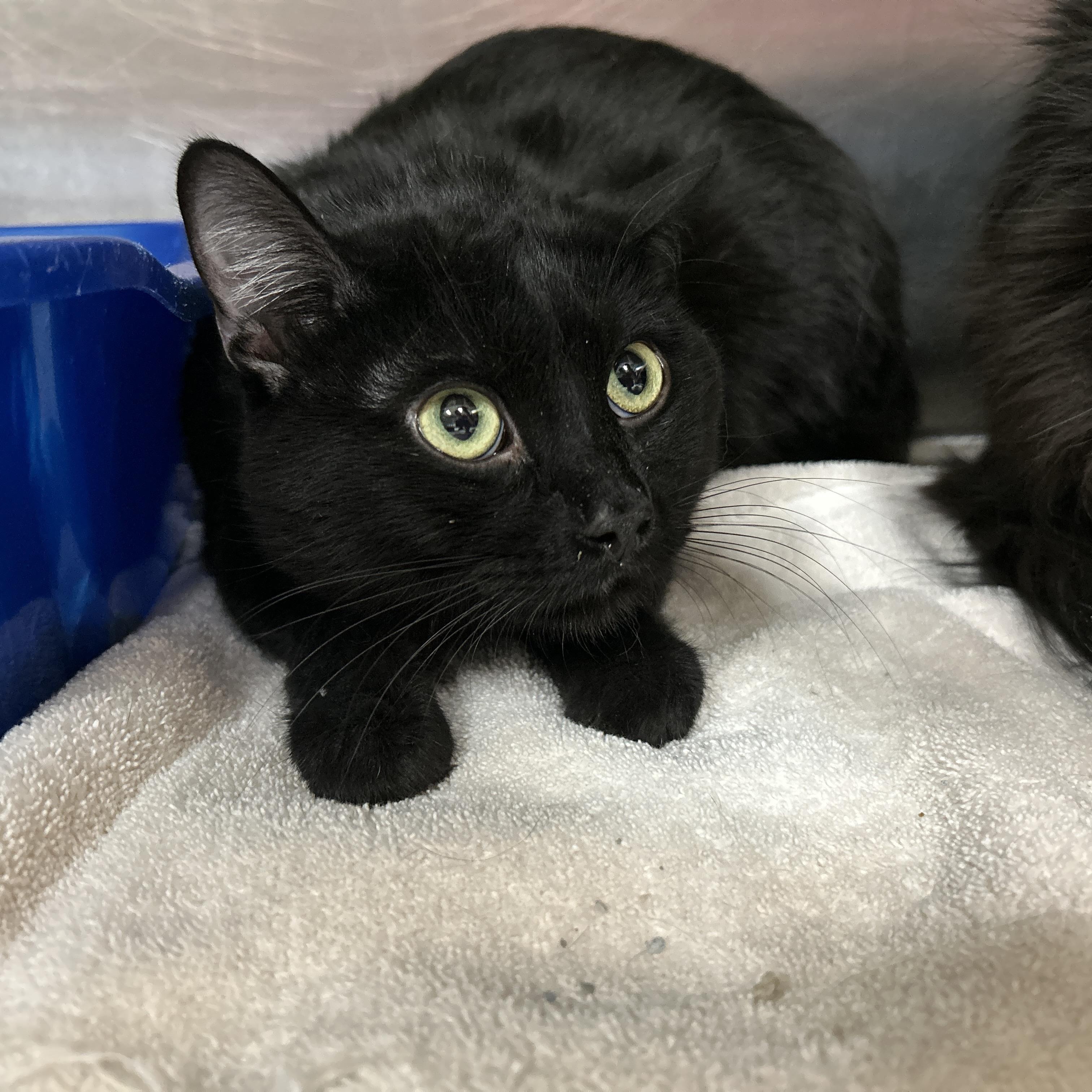 Enlarge Milwaukee , an adoptable Domestic Short Hair in La Grange Park, IL image 1/5