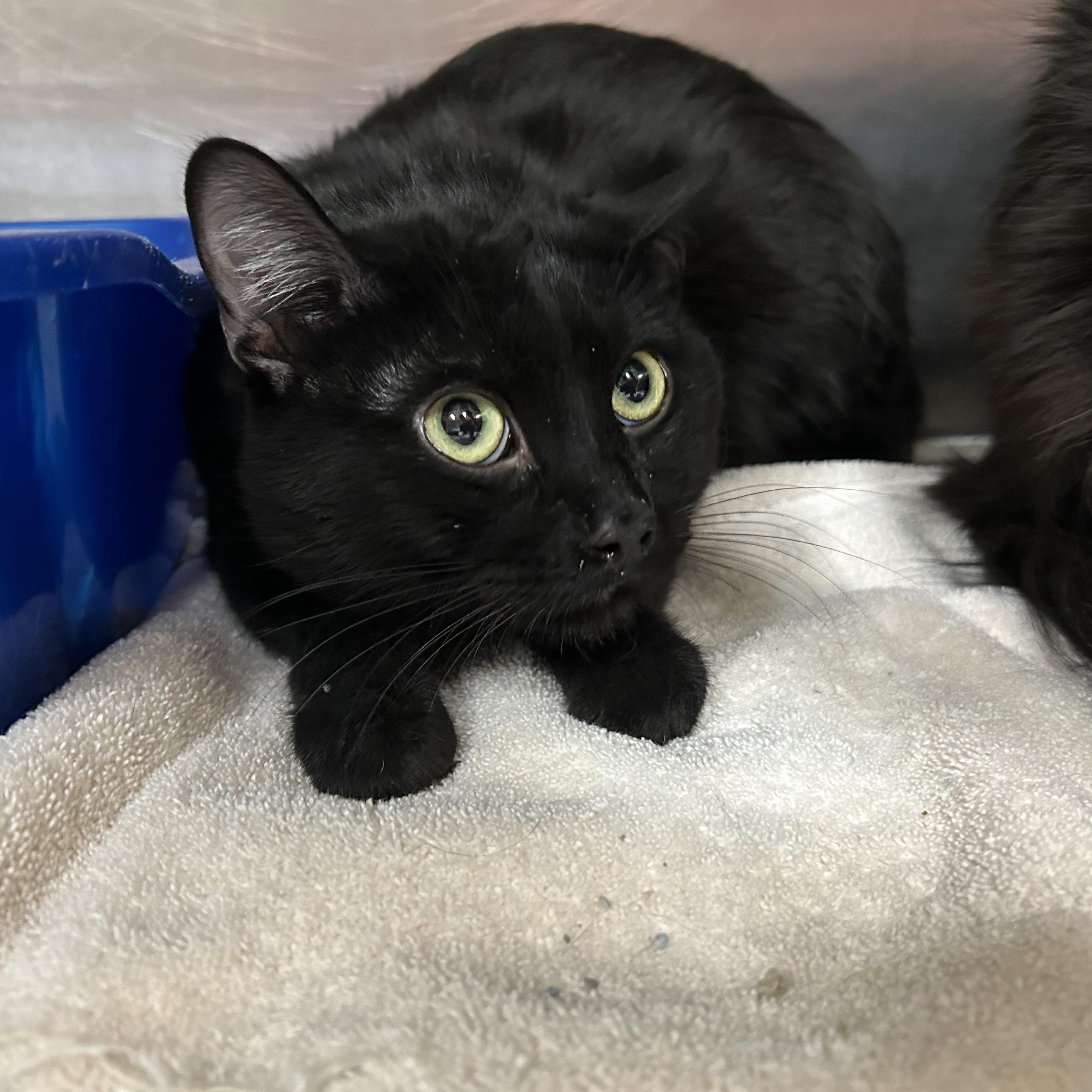 Enlarge Milwaukee , an adoptable Domestic Short Hair in La Grange Park, IL image 5/5