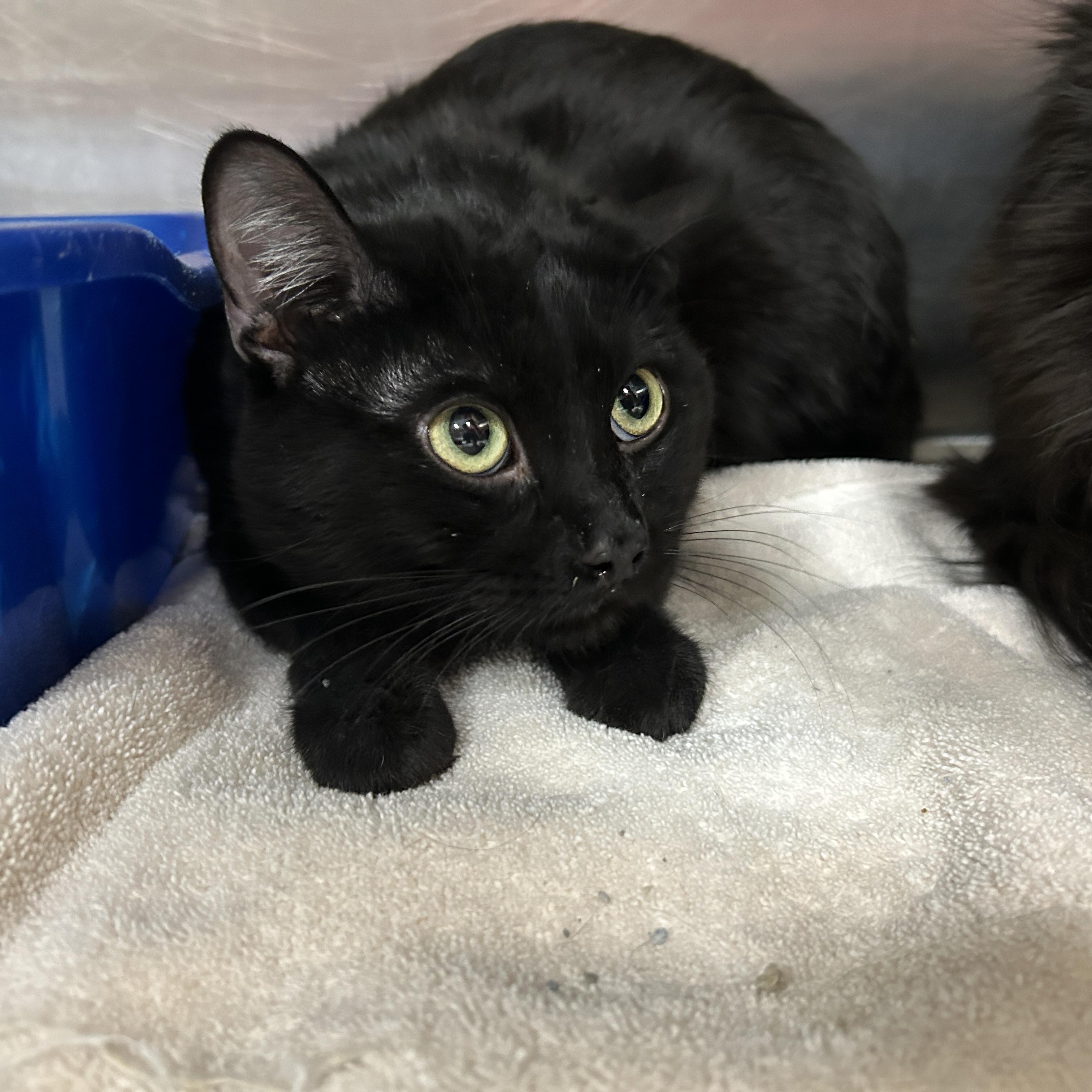 Enlarge Milwaukee , an adoptable Domestic Short Hair in La Grange Park, IL image 2/5