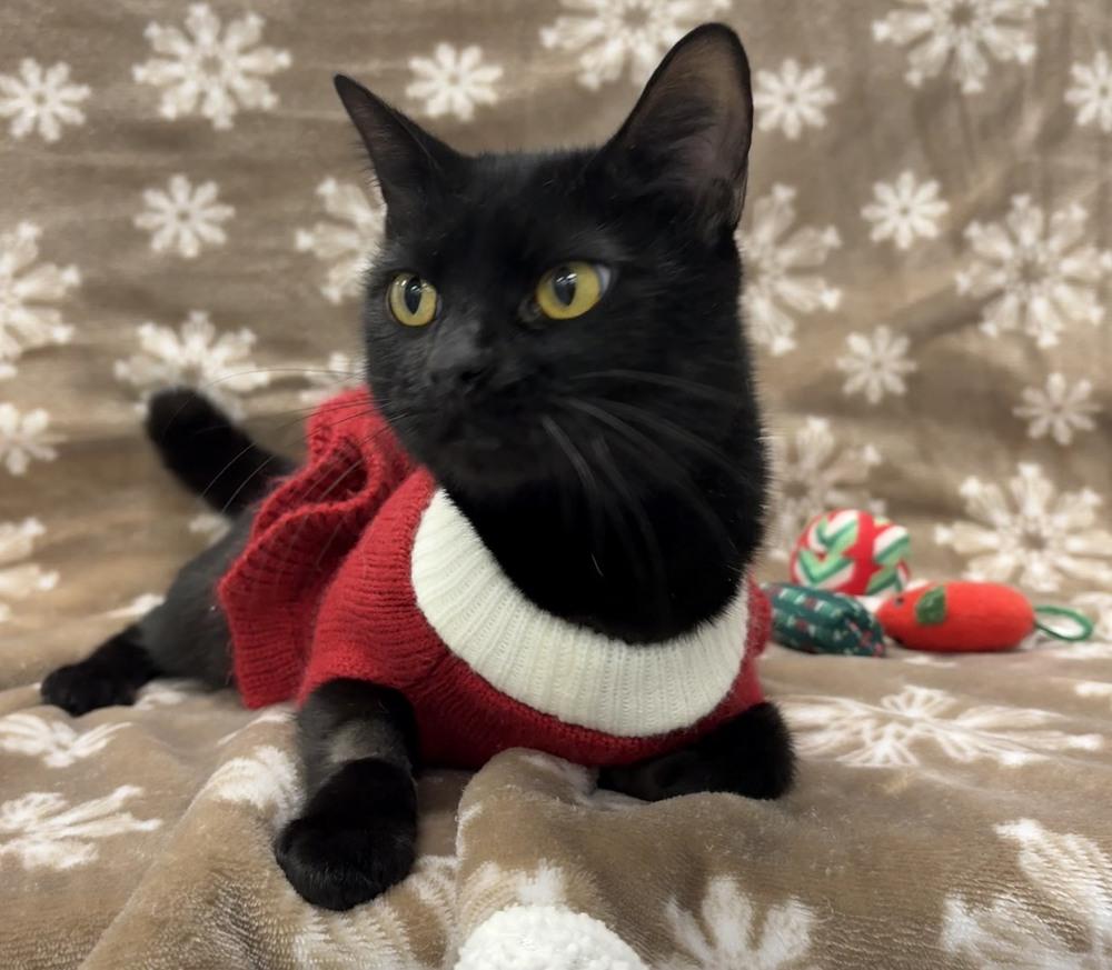 Queen Akasha, Adoptable, Adult Female Domestic Short Hair.