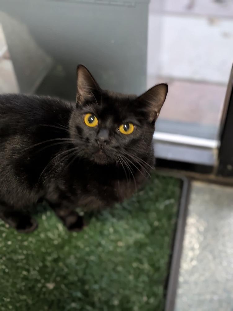 Enlarge Queen Akasha, a Adoptable Domestic Short Hair in Raleigh, NC image 3/6