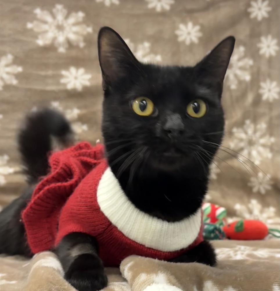 Enlarge Queen Akasha, a Adoptable Domestic Short Hair in Raleigh, NC image 4/6