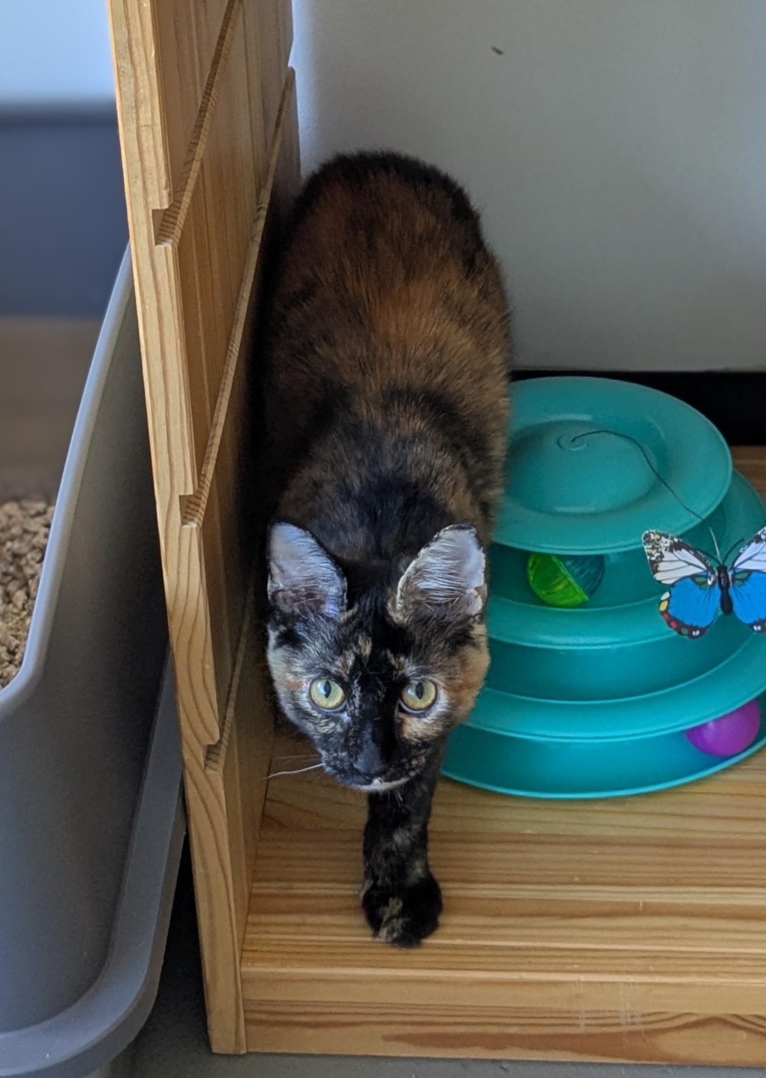 Kelly, Adoptable, Young Female Domestic Long Hair.