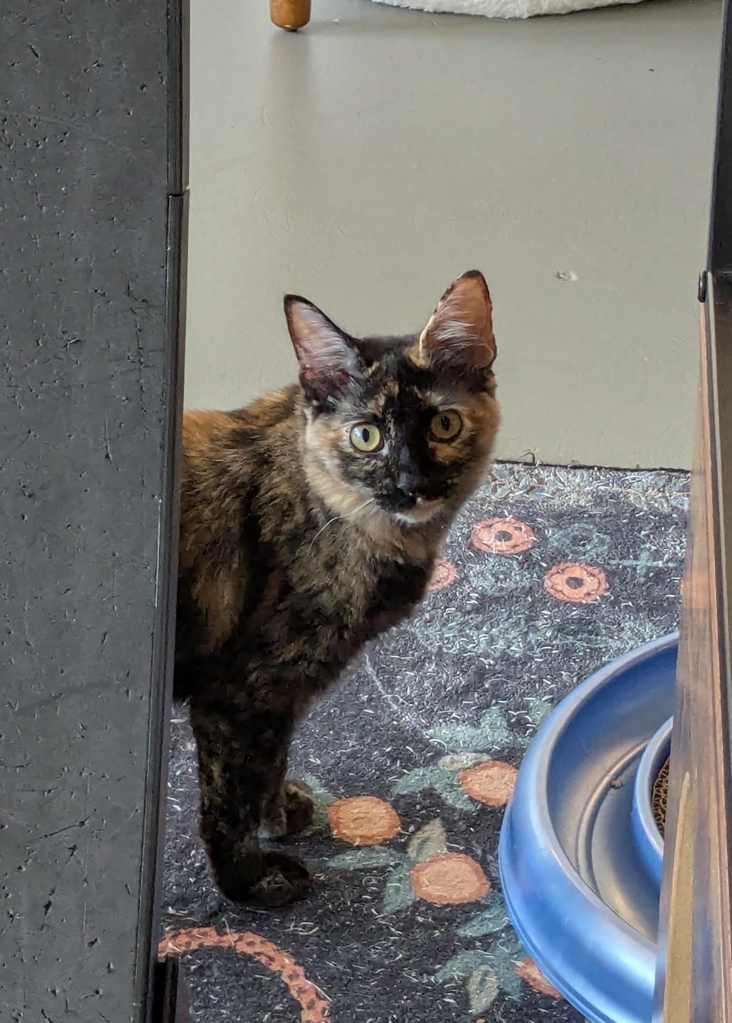 Enlarge Kelly, a Adoptable Domestic Long Hair in Burlington, VT image 2/6