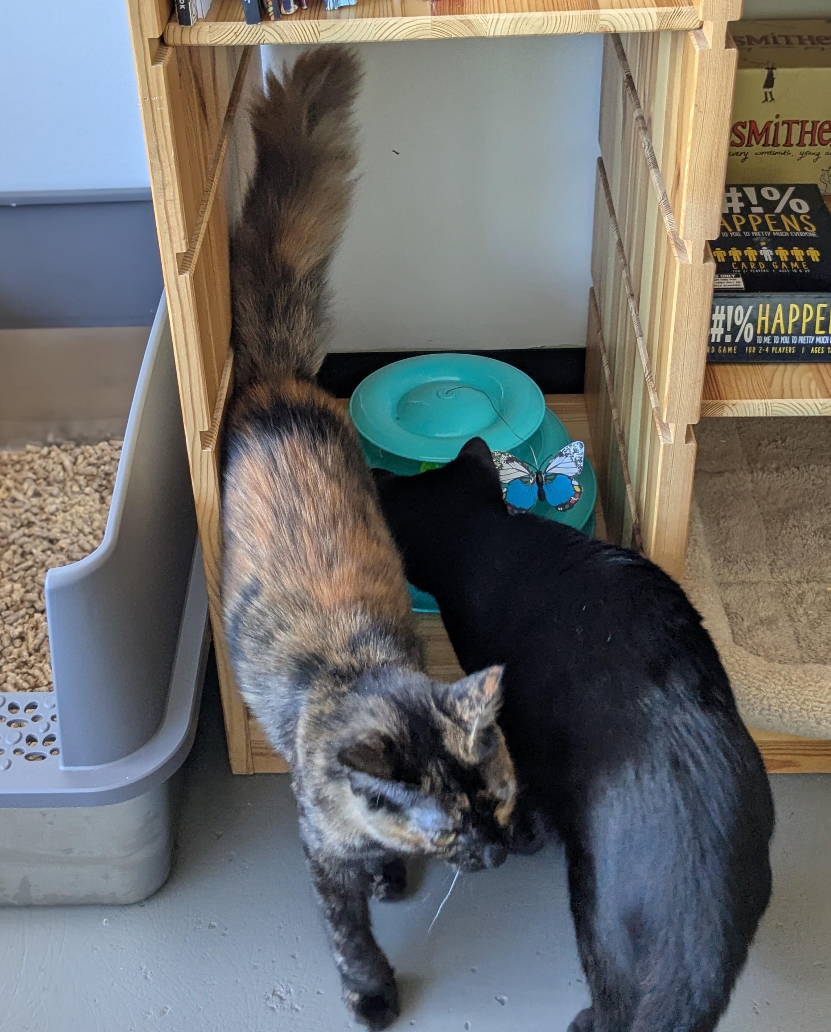 Enlarge Kelly, a Adoptable Domestic Long Hair in Burlington, VT image 3/6