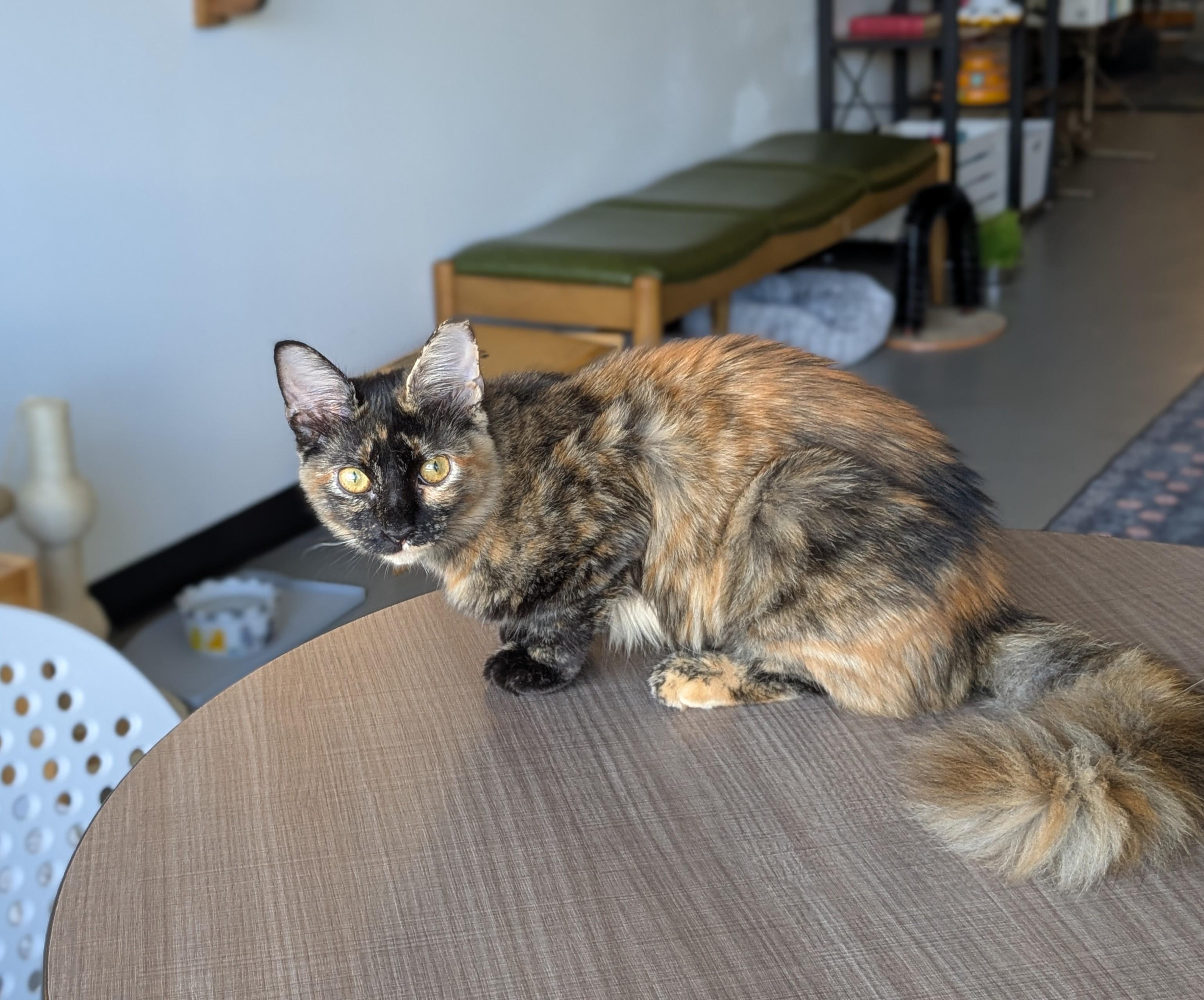 Enlarge Kelly, a Adoptable Domestic Long Hair in Burlington, VT image 4/6