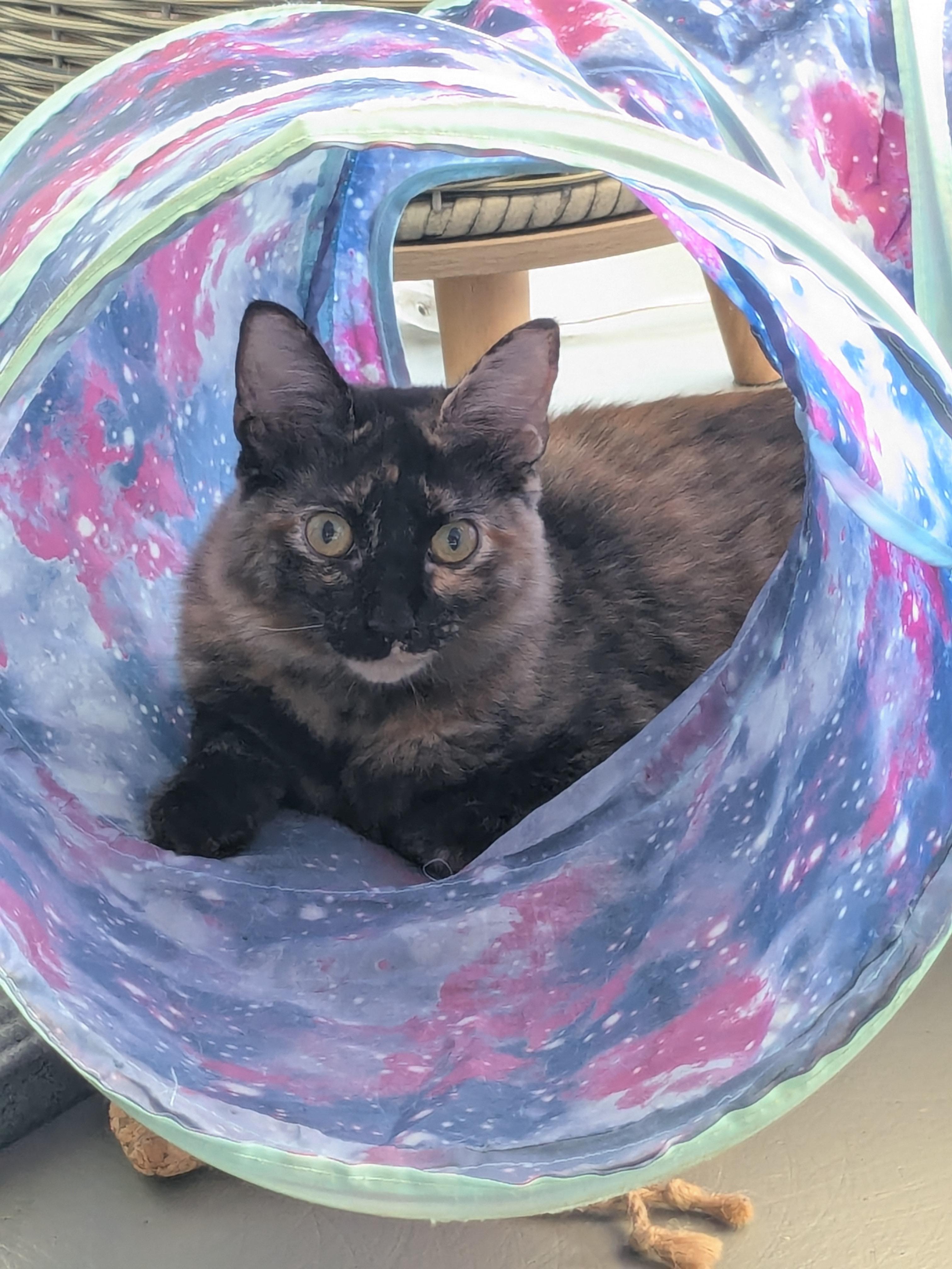 Enlarge Kelly, a Adoptable Domestic Long Hair in Burlington, VT image 5/6