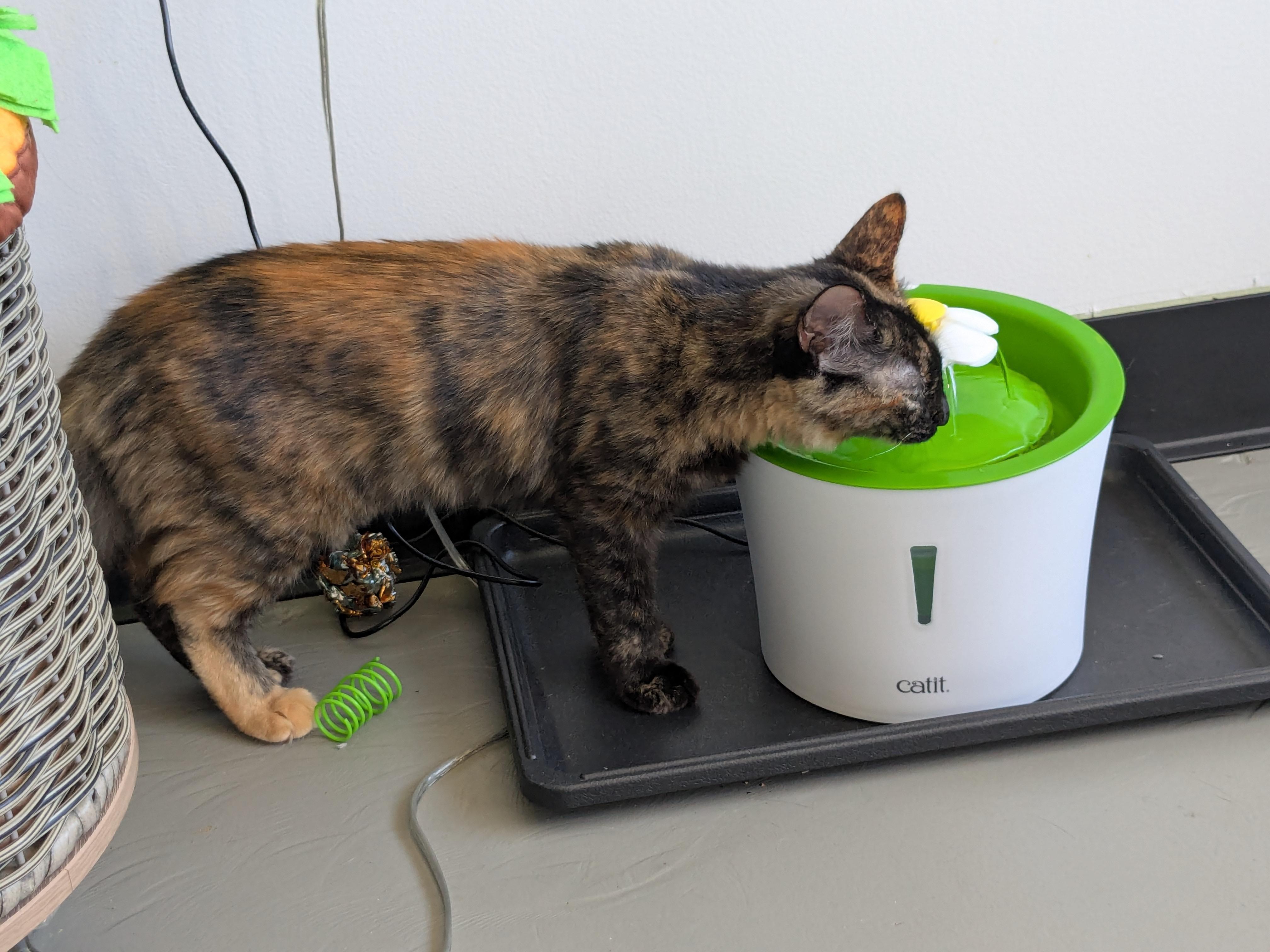 Enlarge Kelly, a Adoptable Domestic Long Hair in Burlington, VT image 6/6