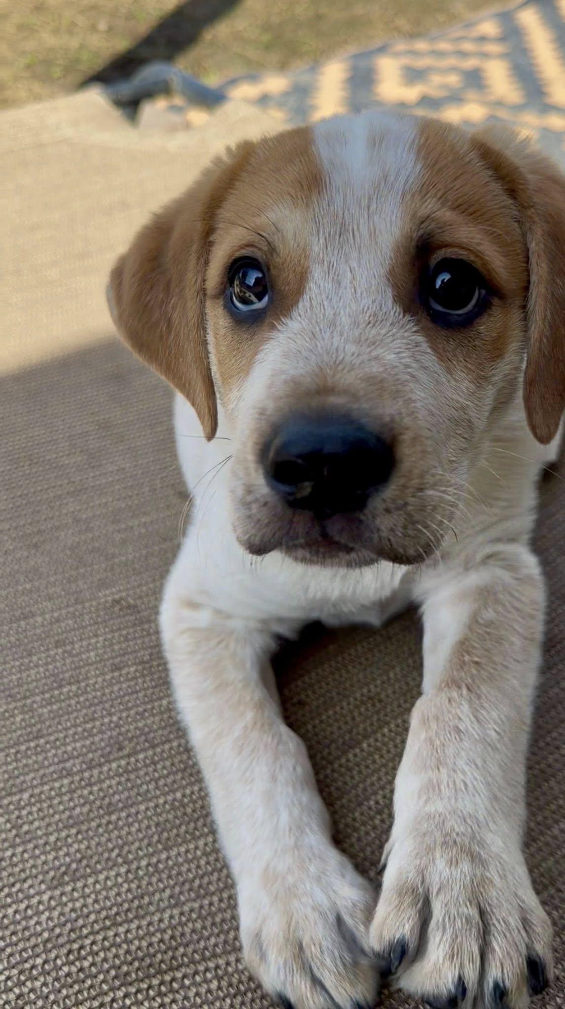 Bucky, Adoptable, Puppy Male Australian Cattle Dog / Blue Heeler.
