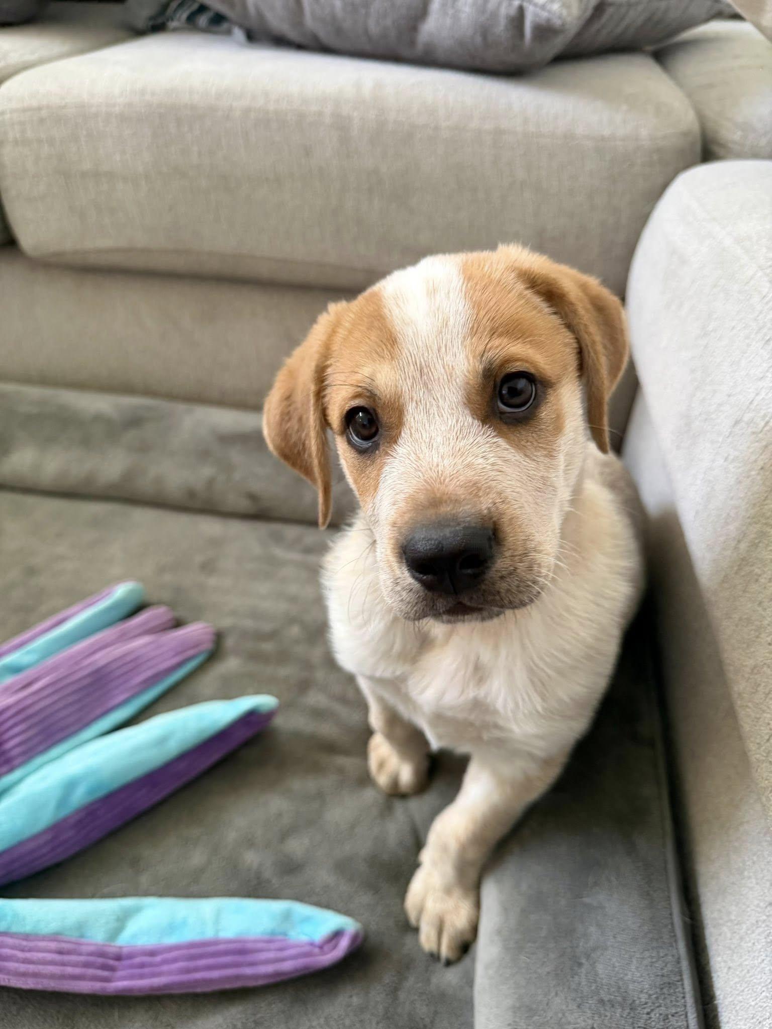 Enlarge Bucky, a Adoptable Australian Cattle Dog / Blue Heeler in Paso Robles, CA image 2/3