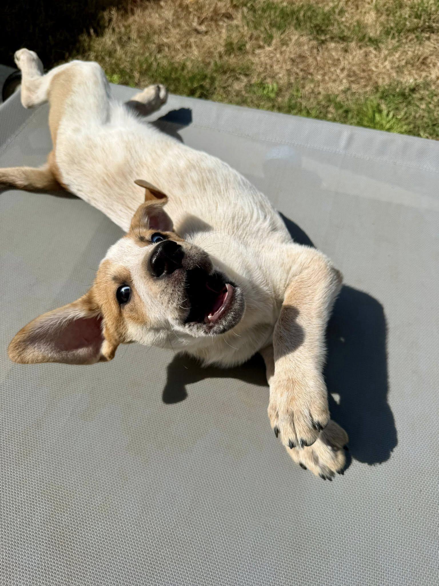 Enlarge Bucky, a Adoptable Australian Cattle Dog / Blue Heeler in Paso Robles, CA image 3/3