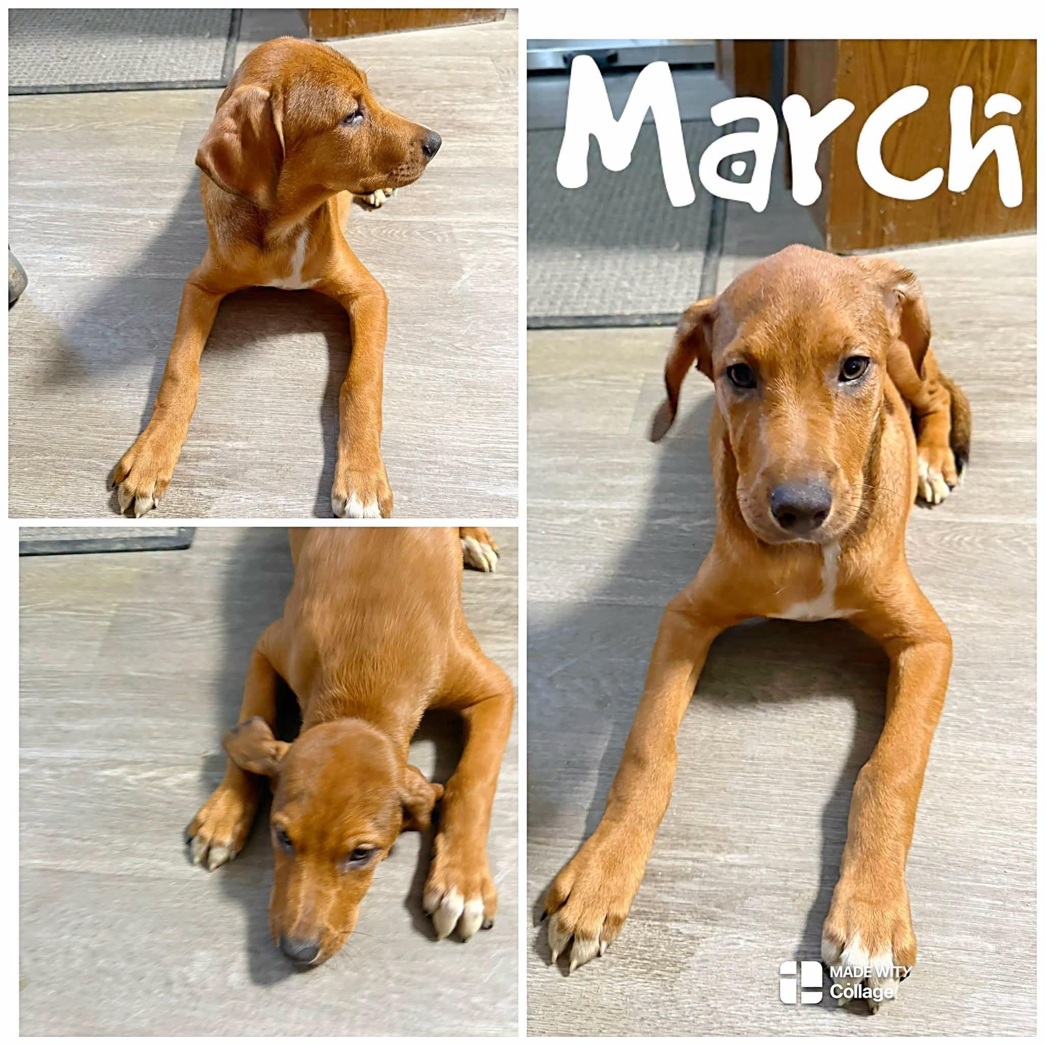 March, Adoptable, Young Male Brittany Spaniel.