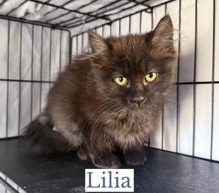 Enlarge Lilia (Ophelia), an adopted Domestic Long Hair in Berkeley Springs, WV image 2/3