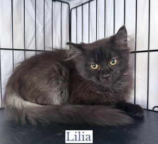 Enlarge Lilia (Ophelia), an adopted Domestic Long Hair in Berkeley Springs, WV image 3/3