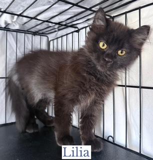 Enlarge Lilia (Ophelia), an adopted Domestic Long Hair in Berkeley Springs, WV image 1/3