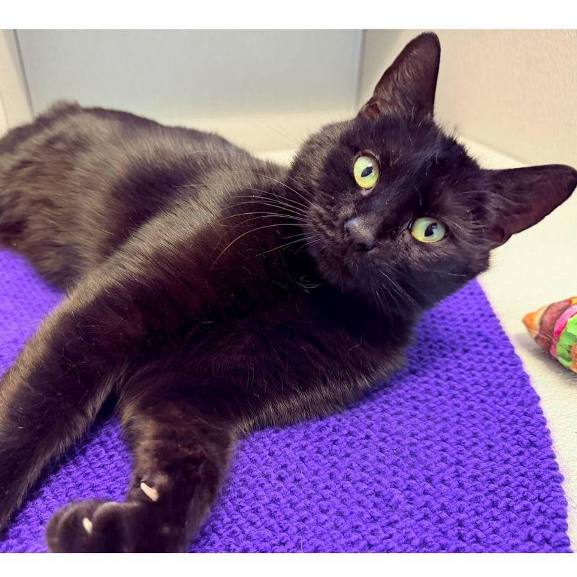 Enlarge Violet, a ADOPTABLE Domestic Short Hair in Stamford, CT image 2/3